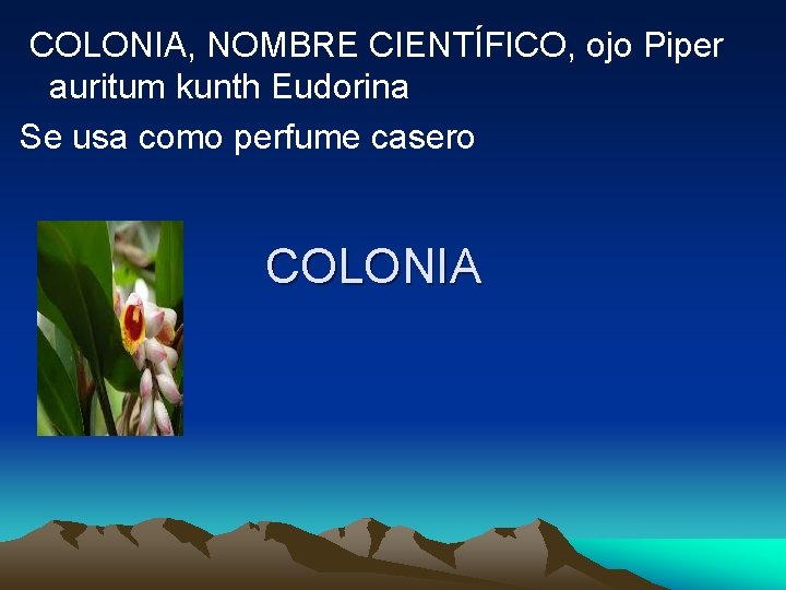  COLONIA, NOMBRE CIENTÍFICO, ojo Piper auritum kunth Eudorina Se usa como perfume casero