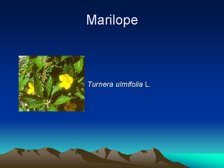 Marilope Turnera ulmifolia L. 