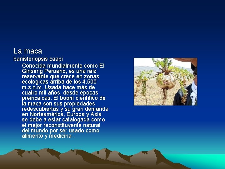 La maca banisteriopsis caapi Conocida mundialmente como El Ginseng Peruano, es una raíz reservante