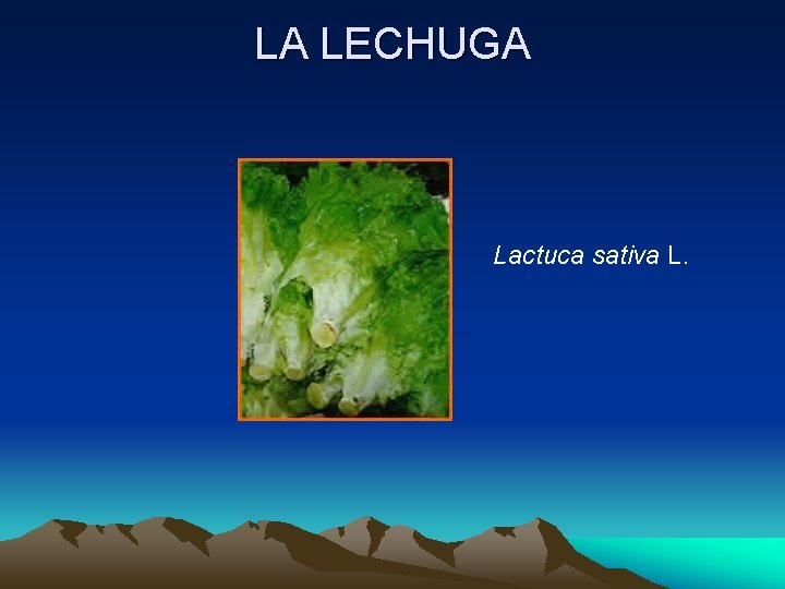 LA LECHUGA Lactuca sativa L. 