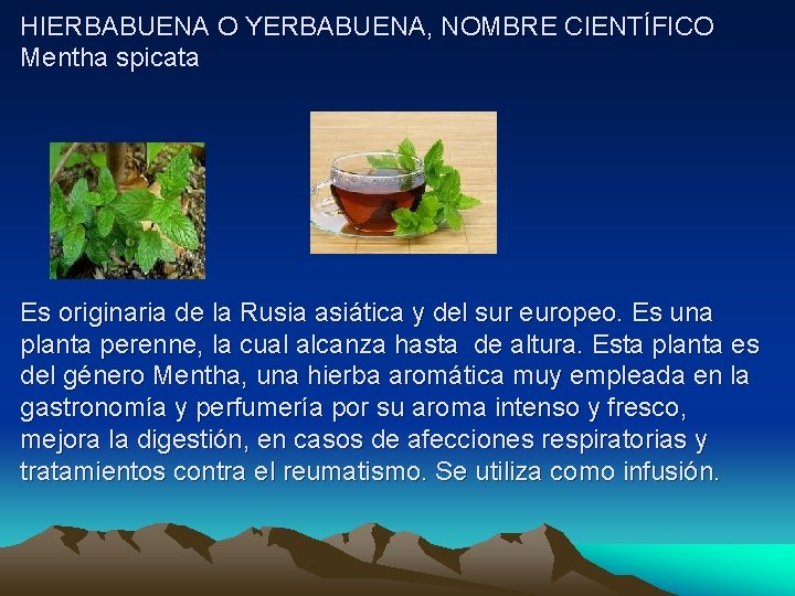 HIERBABUENA O YERBABUENA, NOMBRE CIENTÍFICO Mentha spicata Es originaria de la Rusia asiática y