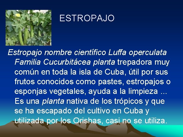 ESTROPAJO Estropajo nombre científico Luffa operculata Familia Cucurbitácea planta trepadora muy común en toda