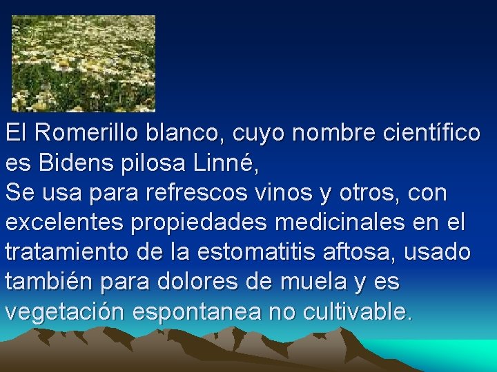 El Romerillo blanco, cuyo nombre científico es Bidens pilosa Linné, Se usa para refrescos