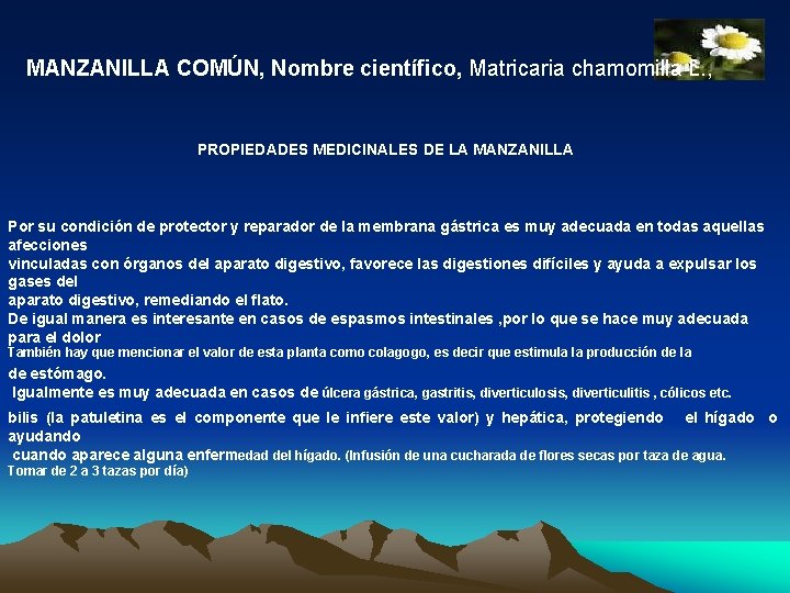  MANZANILLA COMÚN, Nombre científico, Matricaria chamomilla L. , PROPIEDADES MEDICINALES DE LA MANZANILLA