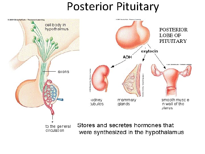 Posterior Pituitary Posterior Pituitary