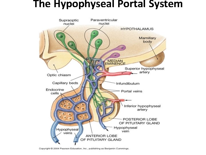 The Hypophyseal Portal System The Hypophyseal Portal System