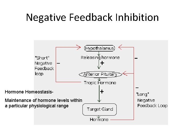 Negative Feedback Inhibition Hormone Homeostasis. Maintenance of hormone levels within a particular physiological range Negative Feedback Inhibition Hormone Homeostasis. Maintenance of hormone levels within a particular physiological range
