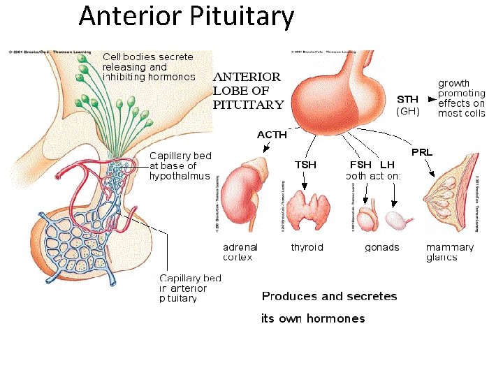 Anterior Pituitary Anterior Pituitary