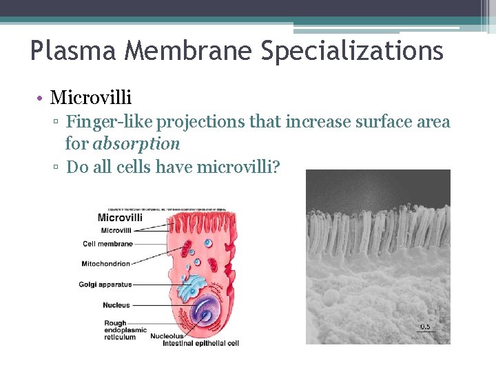 Plasma Membrane Specializations • Microvilli ▫ Finger-like projections that increase surface area for absorption