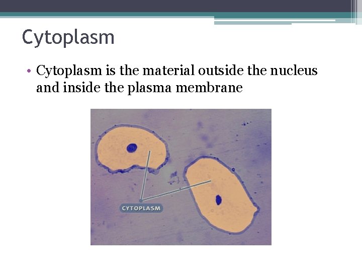 Cytoplasm • Cytoplasm is the material outside the nucleus and inside the plasma membrane