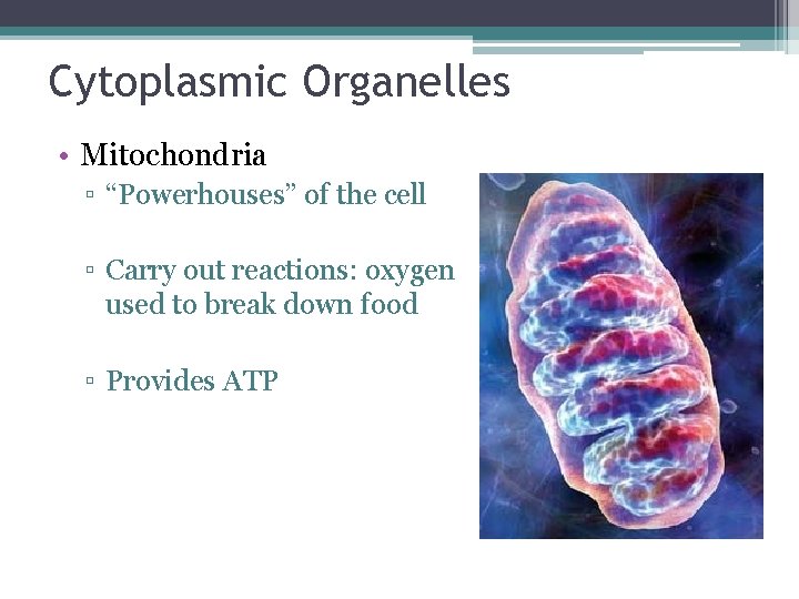Cytoplasmic Organelles • Mitochondria ▫ “Powerhouses” of the cell ▫ Carry out reactions: oxygen