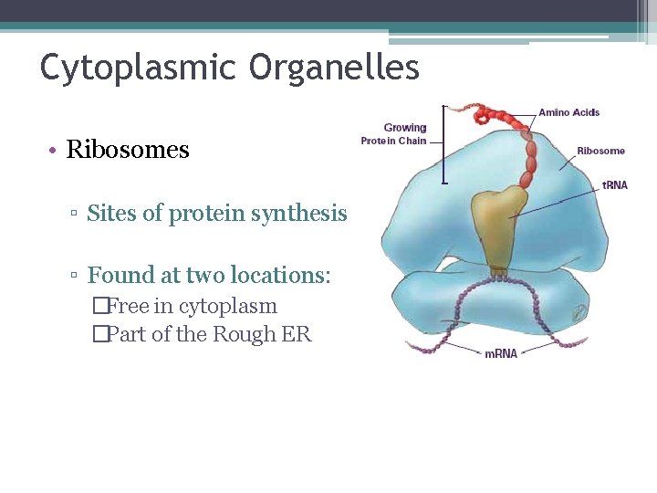 Cytoplasmic Organelles • Ribosomes ▫ Sites of protein synthesis ▫ Found at two locations: