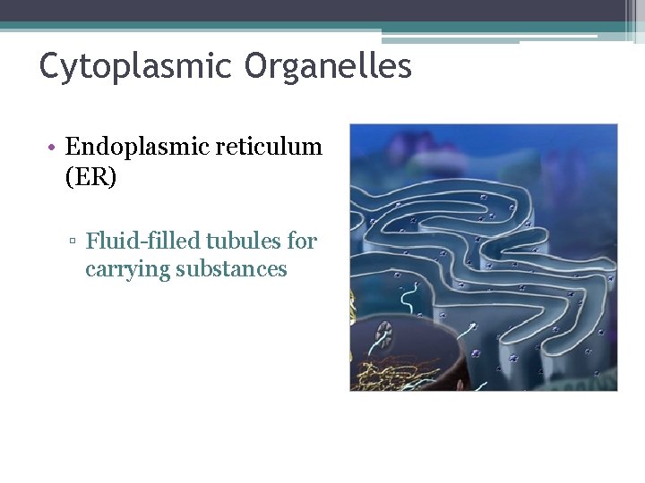 Cytoplasmic Organelles • Endoplasmic reticulum (ER) ▫ Fluid-filled tubules for carrying substances 