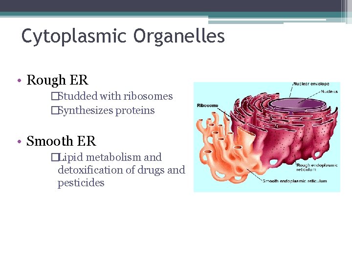 Cytoplasmic Organelles • Rough ER �Studded with ribosomes �Synthesizes proteins • Smooth ER �Lipid