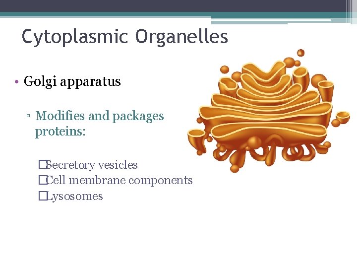 Cytoplasmic Organelles • Golgi apparatus ▫ Modifies and packages proteins: �Secretory vesicles �Cell membrane