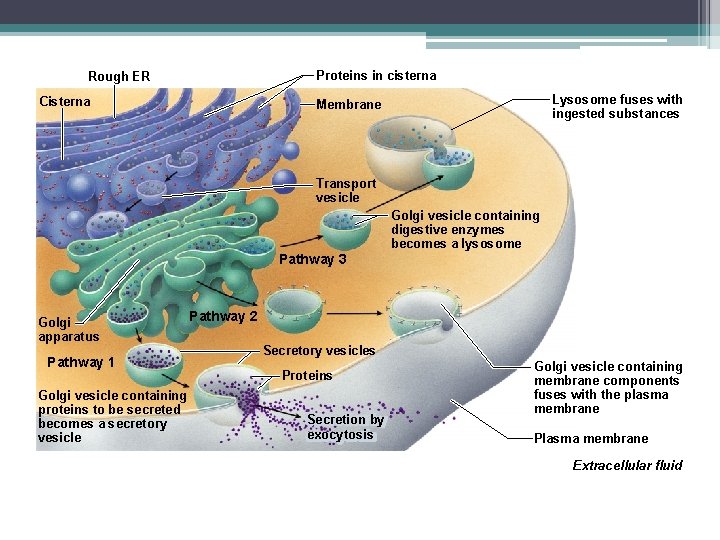 Proteins in cisterna Rough ER Cisterna Lysosome fuses with ingested substances Membrane Transport vesicle