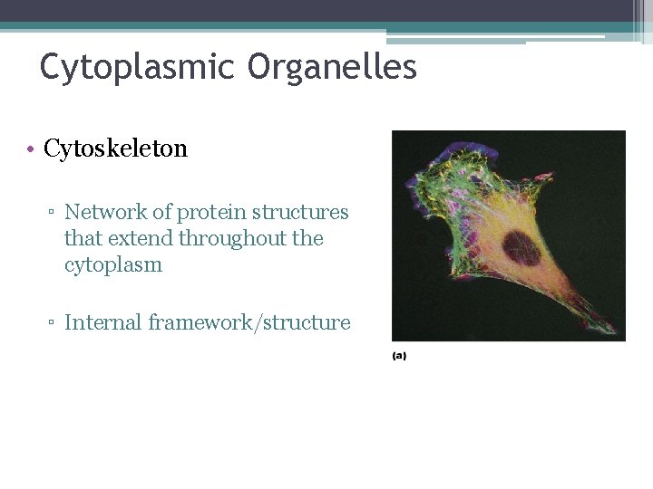 Cytoplasmic Organelles • Cytoskeleton ▫ Network of protein structures that extend throughout the cytoplasm
