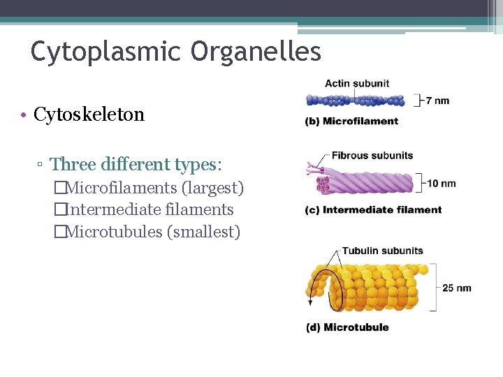Cytoplasmic Organelles • Cytoskeleton ▫ Three different types: �Microfilaments (largest) �Intermediate filaments �Microtubules (smallest)