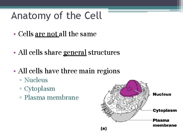 Anatomy of the Cell • Cells are not all the same • All cells