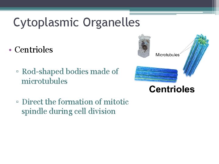Cytoplasmic Organelles • Centrioles ▫ Rod-shaped bodies made of microtubules ▫ Direct the formation