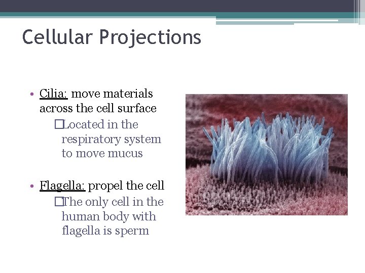 Cellular Projections • Cilia: move materials across the cell surface �Located in the respiratory