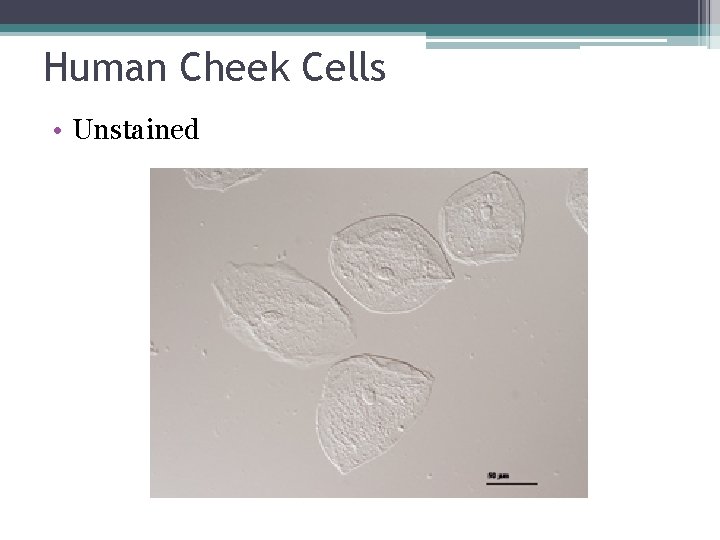 Human Cheek Cells • Unstained 