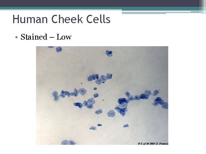 Human Cheek Cells • Stained – Low 