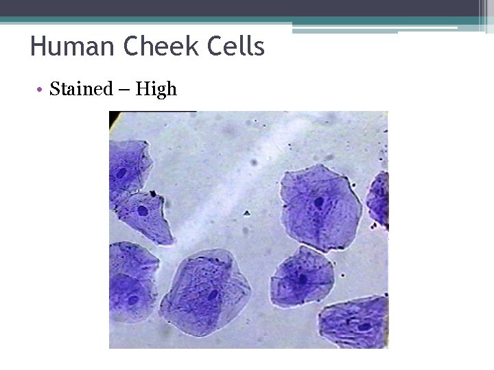 Human Cheek Cells • Stained – High 