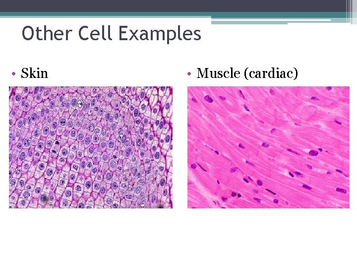 Other Cell Examples • Skin • Muscle (cardiac) 