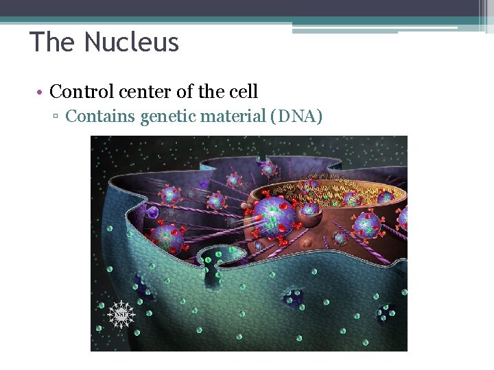 The Nucleus • Control center of the cell ▫ Contains genetic material (DNA) 