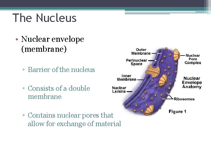 The Nucleus • Nuclear envelope (membrane) ▫ Barrier of the nucleus ▫ Consists of