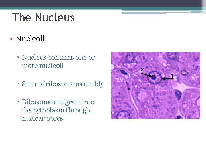 The Nucleus • Nucleoli ▫ Nucleus contains one or more nucleoli ▫ Sites of