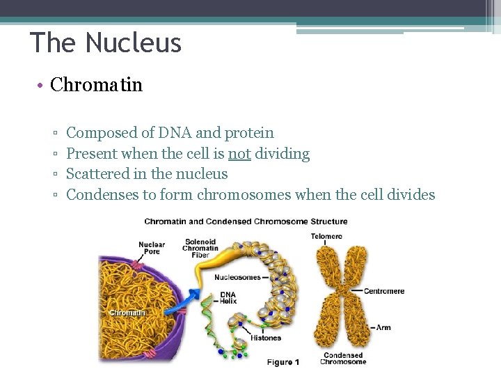 The Nucleus • Chromatin ▫ ▫ Composed of DNA and protein Present when the