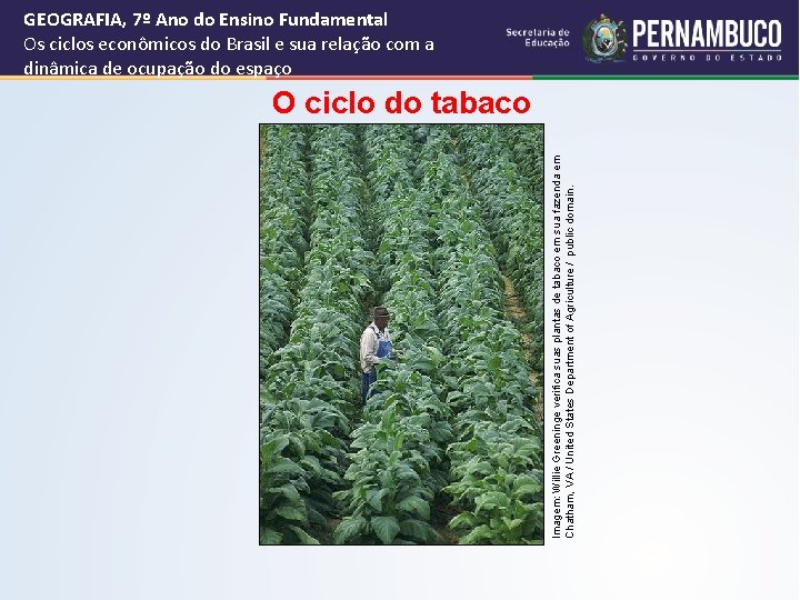 Imagem: Willie Greeninge verifica suas plantas de tabaco em sua fazenda em Chatham, VA