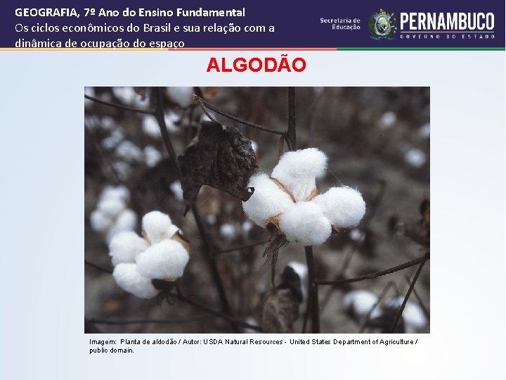 GEOGRAFIA, 7º Ano do Ensino Fundamental Os ciclos econômicos do Brasil e sua relação