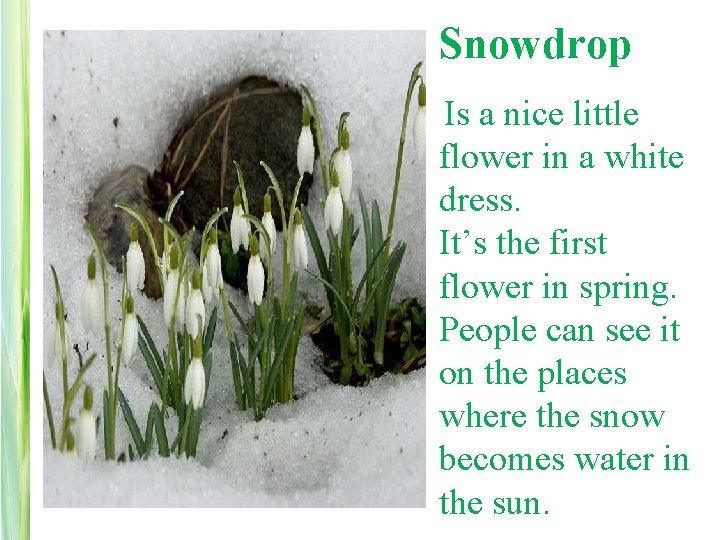 Snowdrop Is a nice little flower in a white dress. It’s the first flower