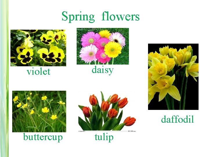  Spring flowers violet daisy daffodil buttercup tulip 