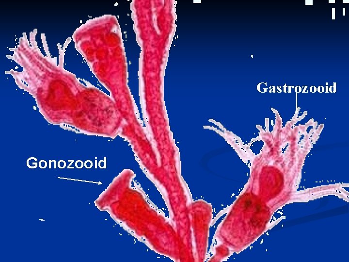 Gastrozooid Gonozooid 