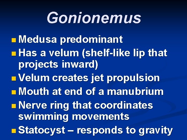 Gonionemus n Medusa predominant n Has a velum (shelf-like lip that projects inward) n