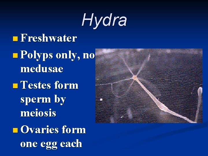 Hydra n Freshwater n Polyps only, no medusae n Testes form sperm by meiosis