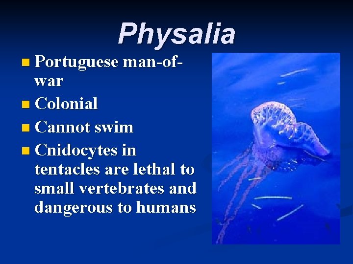Physalia n Portuguese man-of- war n Colonial n Cannot swim n Cnidocytes in tentacles