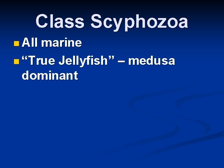 Class Scyphozoa n All marine n “True Jellyfish” – medusa dominant 