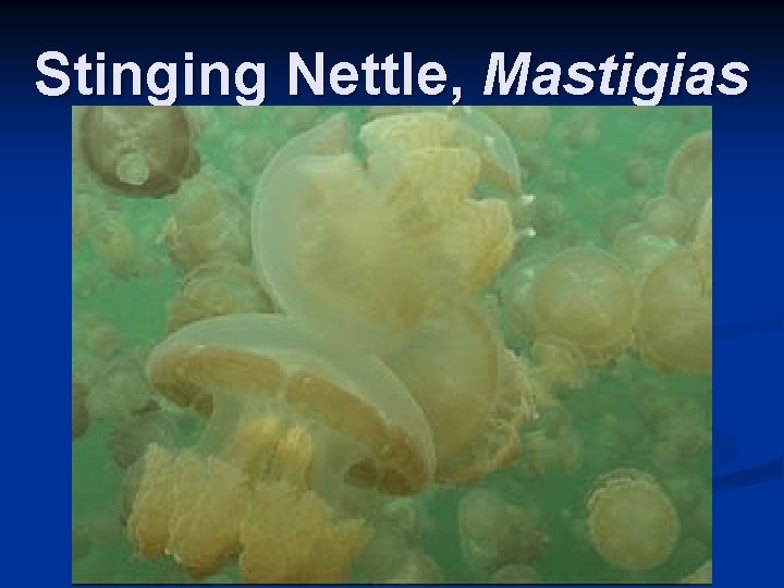 Stinging Nettle, Mastigias 