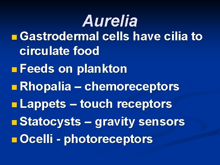 Aurelia n Gastrodermal cells have cilia to circulate food n Feeds on plankton n
