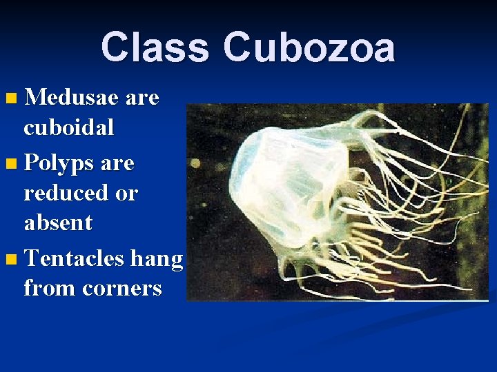 Class Cubozoa n Medusae are cuboidal n Polyps are reduced or absent n Tentacles