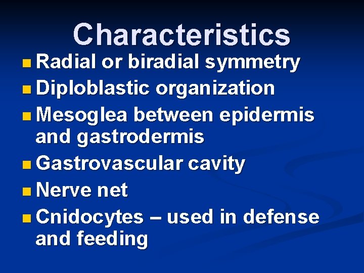 Characteristics n Radial or biradial symmetry n Diploblastic organization n Mesoglea between epidermis and