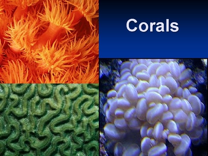 Corals 