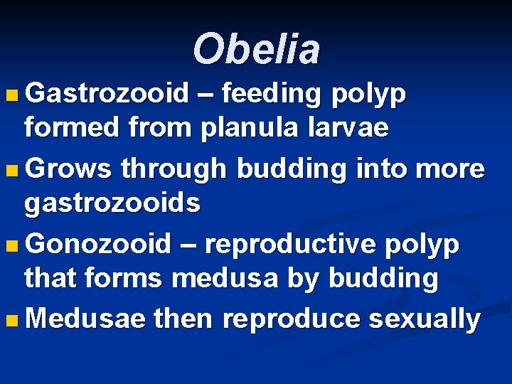 Obelia n Gastrozooid – feeding polyp formed from planula larvae n Grows through budding