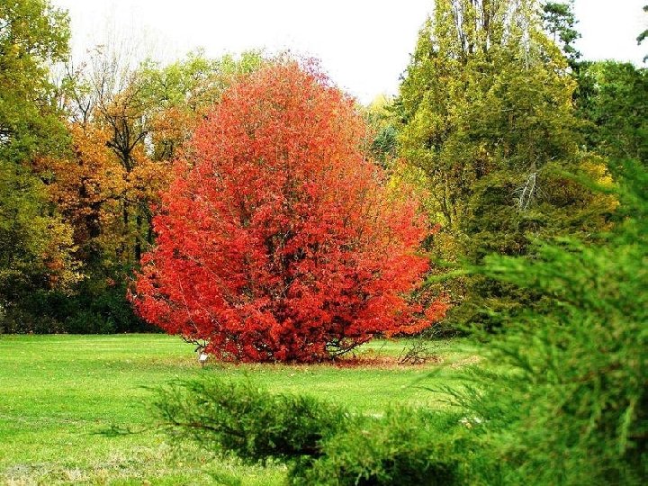 Mon Automne éternel, ô ma saison mentale. Les mains des amantes d'antan jonchent ton