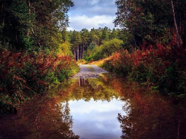 Voilà, l'automne est bien là, sur ce chemin mouillé de pluie Avec ces couleurs